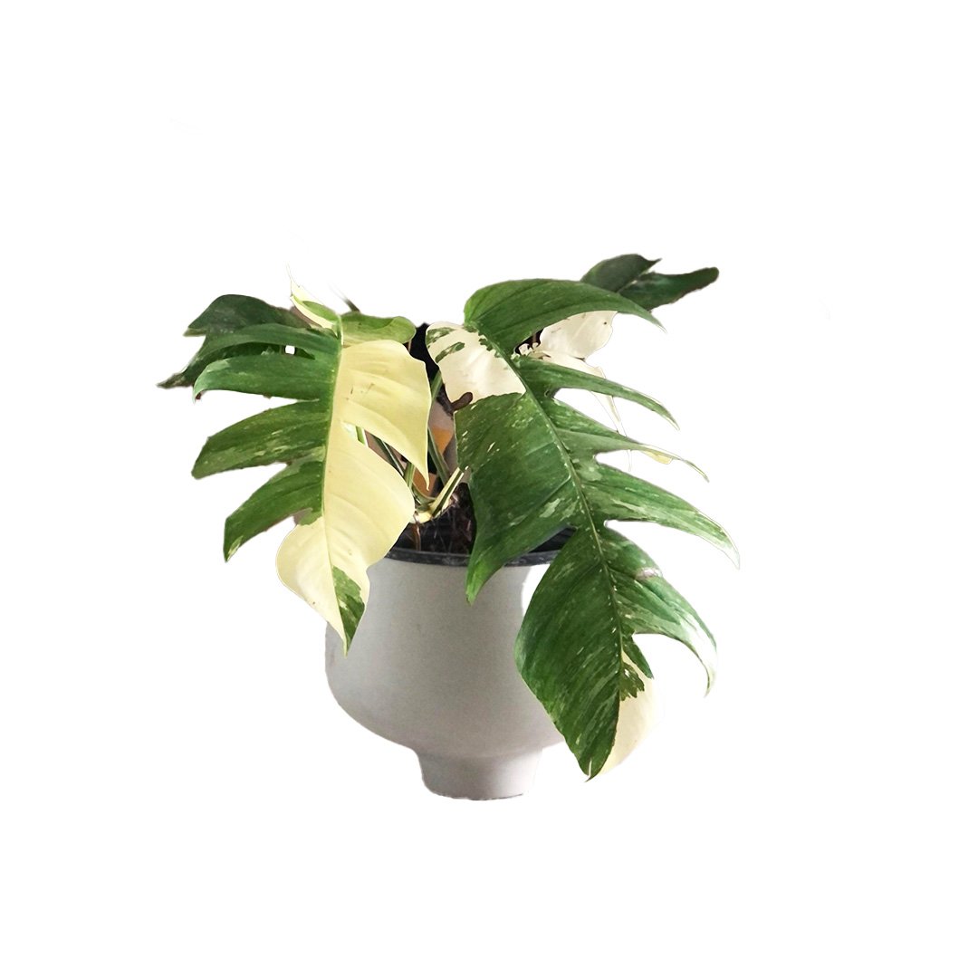 Epipremnum Pinnatum Albo